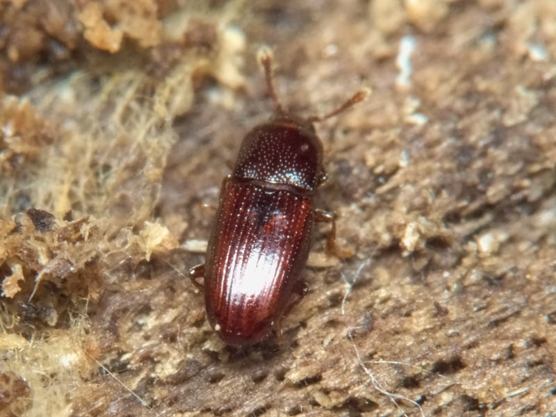 Cerylon ferrugineum Stephens, 1830